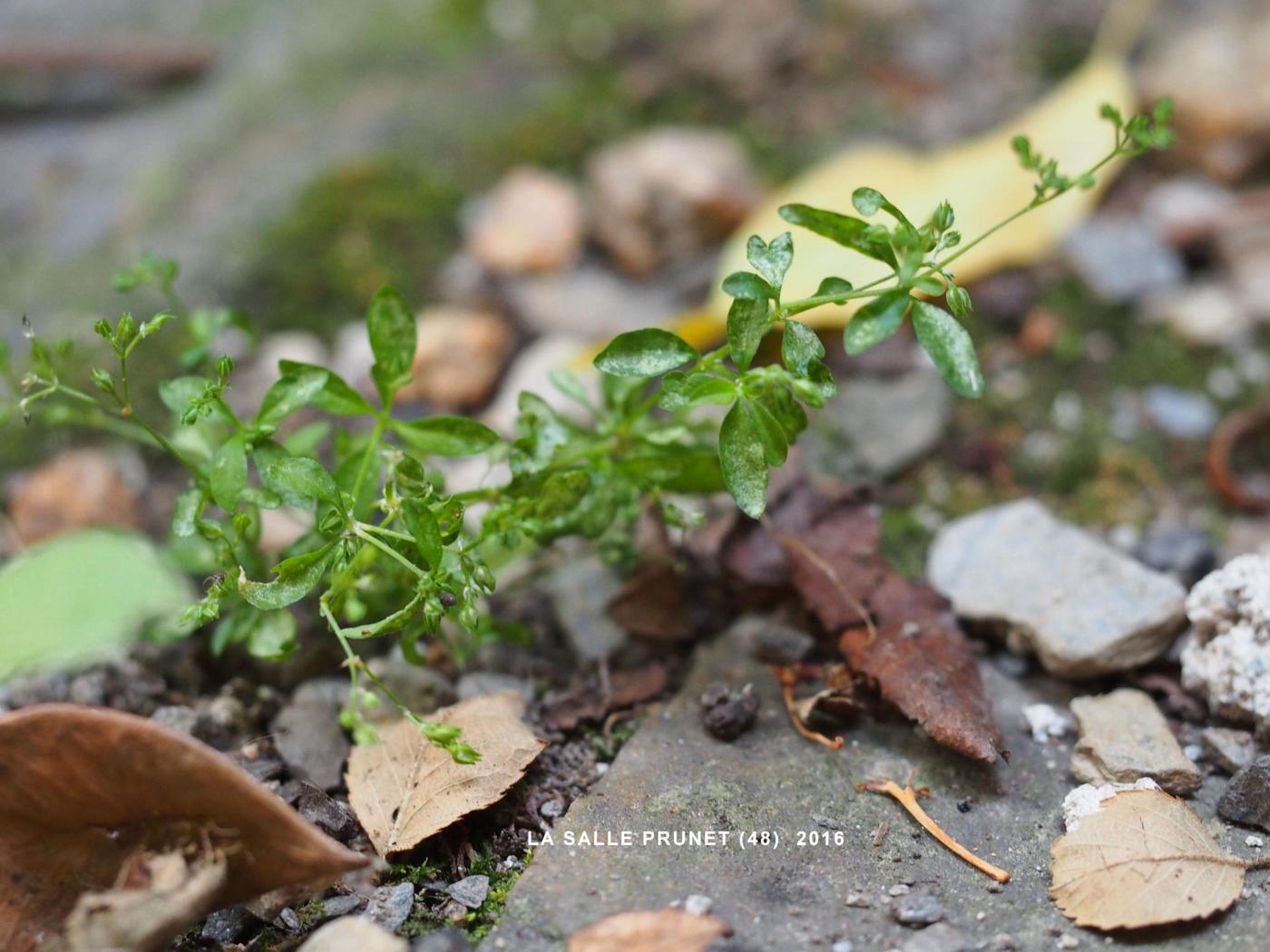 All-seed, Four-leaved plant